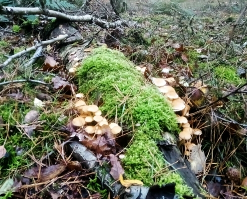 Zondagmiddag Wandeling op Laapersveld