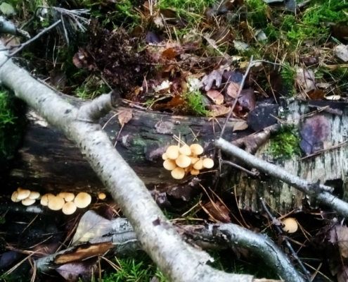Zondagmiddag Wandeling op Laapersveld