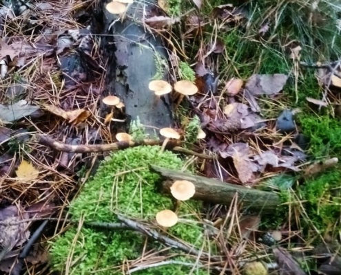 Zondagmiddag Wandeling op Laapersveld