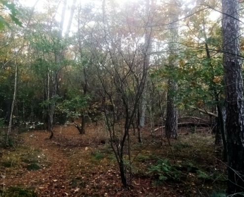 Zondagmiddag Wandeling op Laapersveld