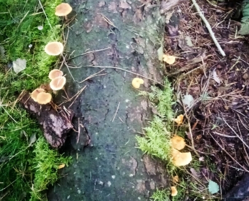 Zondagmiddag Wandeling op Laapersveld