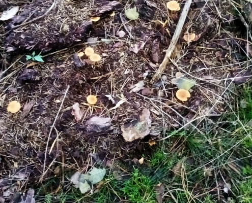 Zondagmiddag Wandeling op Laapersveld