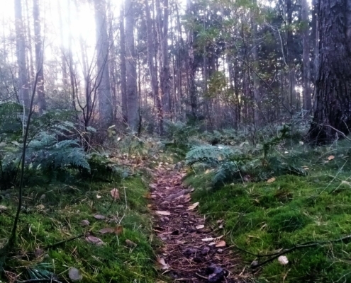 Zondagmiddag Wandeling op Laapersveld