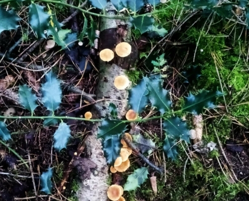 Zondagmiddag Wandeling op Laapersveld