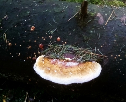 Zondagmiddag Wandeling op Laapersveld