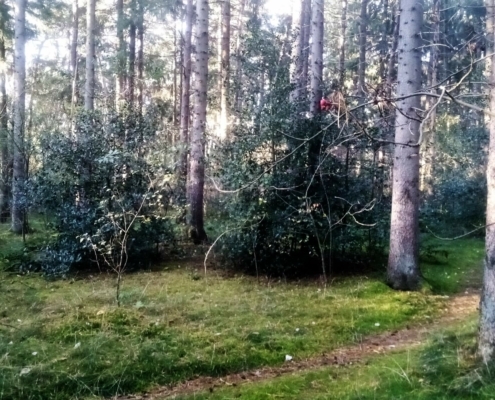 Zondagmiddag Wandeling op Laapersveld
