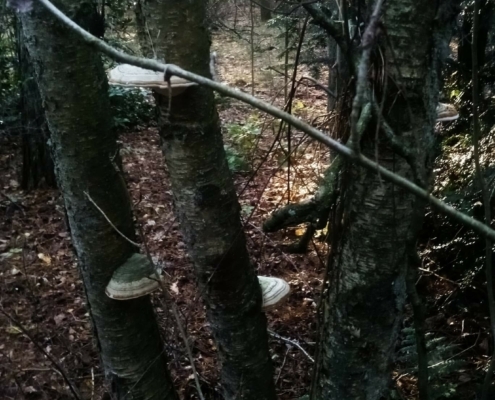 Zondagmiddag Wandeling op Laapersveld