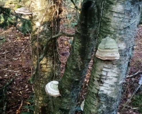 Zondagmiddag Wandeling op Laapersveld