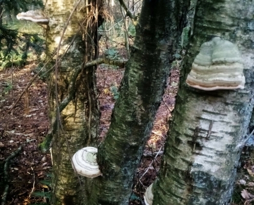 Zondagmiddag Wandeling op Laapersveld