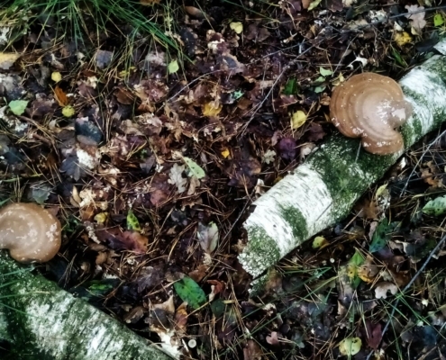Zondagmiddag Wandeling op Laapersveld