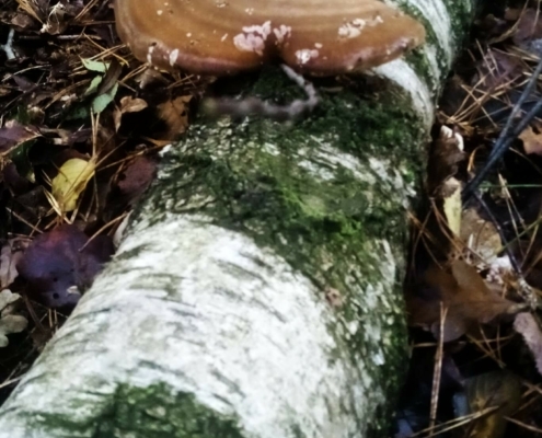 Zondagmiddag Wandeling op Laapersveld