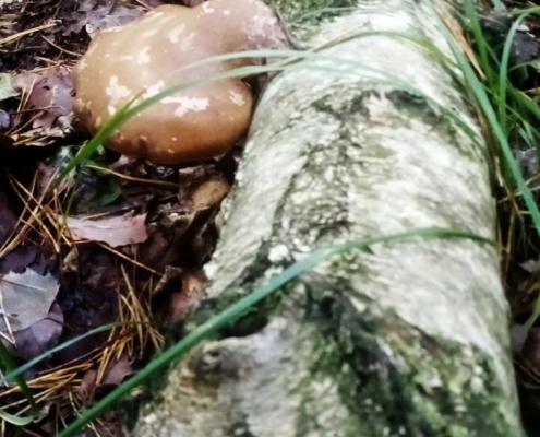 Zondagmiddag Wandeling op Laapersveld