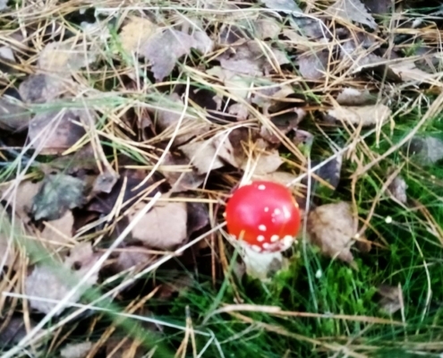 Zondagmiddag Wandeling op Laapersveld