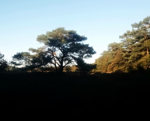Zondagmiddag Wandeling op Laapersveld