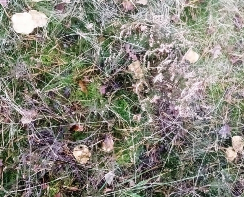Zondagmiddag Wandeling op Laapersveld