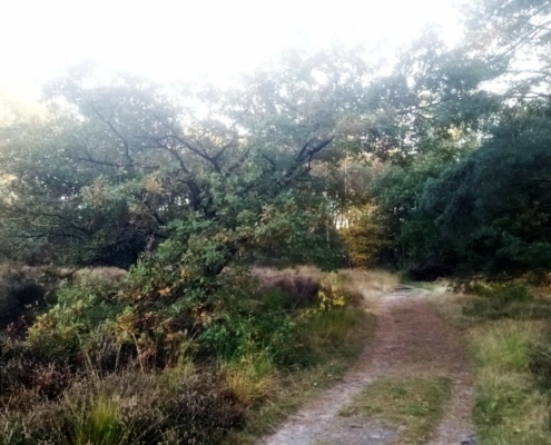 Zondagmiddag Wandeling op Laapersveld