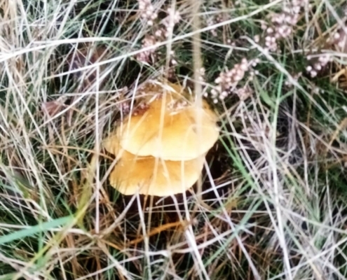 Zondagmiddag Wandeling op Laapersveld
