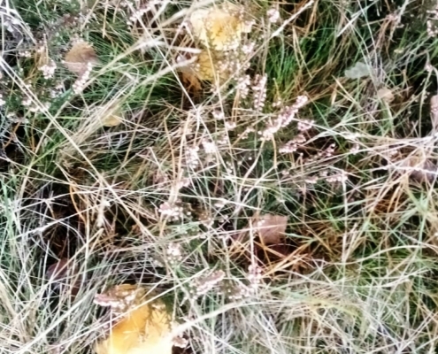 Zondagmiddag Wandeling op Laapersveld