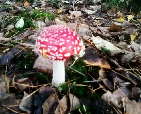 Zondagmiddag Wandeling op Laapersveld