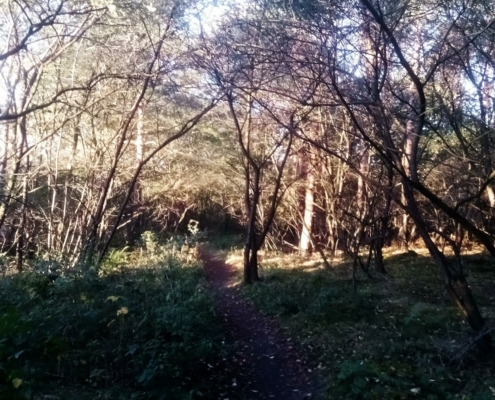 Zondagmiddag Wandeling op Laapersveld