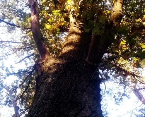 Zondagmiddag Wandeling op Laapersveld
