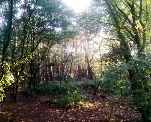 Zondagmiddag Wandeling op Laapersveld