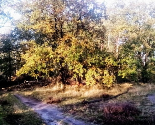 Donderdagmiddag Wandeling