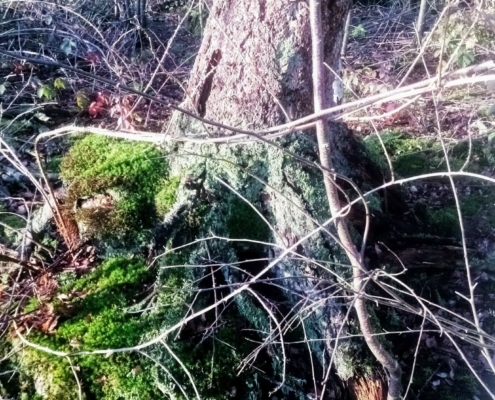 Donderdagmiddag Wandeling