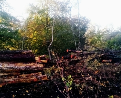 Donderdagmiddag Wandeling