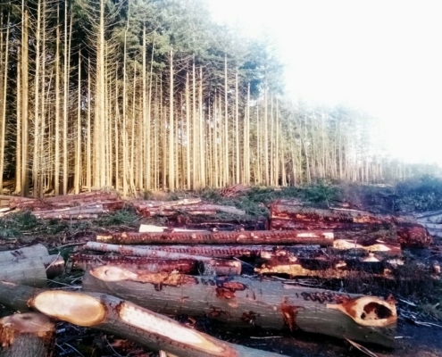 Donderdagmiddag Wandeling