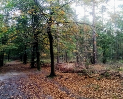 Woensdagmiddag Wandeling