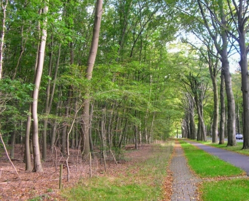 Wandeling Hooge Vuursche van 15 en 17 oktober