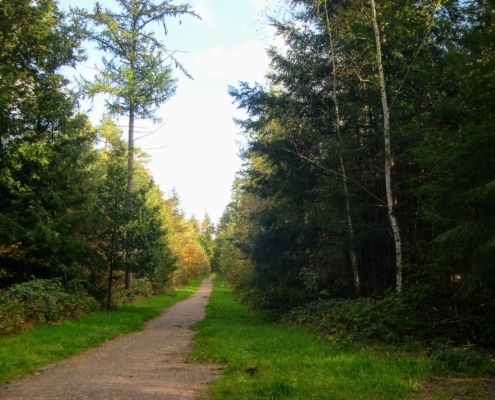 Wandeling Hooge Vuursche van 15 en 17 oktober