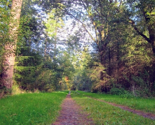 Wandeling Hooge Vuursche van 15 en 17 oktober
