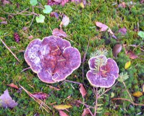 Wandeling Hooge Vuursche van 15 en 17 oktober