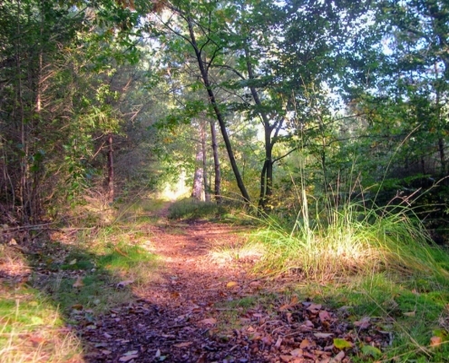 Wandeling Hooge Vuursche van 15 en 17 oktober