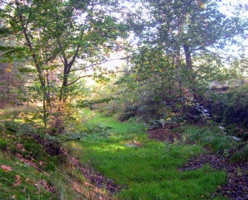 Wandeling Hooge Vuursche van 15 en 17 oktober
