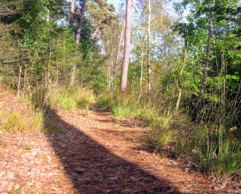 Wandeling Hooge Vuursche van 15 en 17 oktober