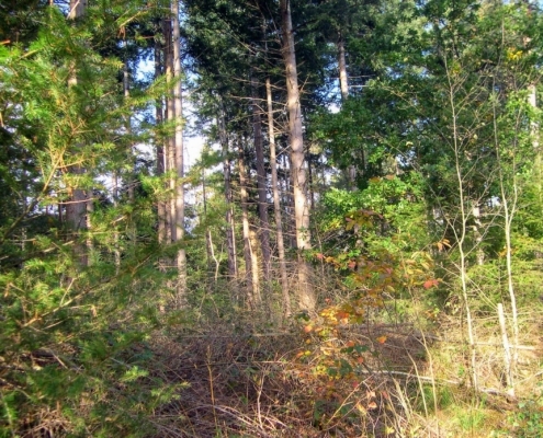 Wandeling Hooge Vuursche van 15 en 17 oktober