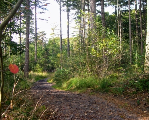 Wandeling Hooge Vuursche van 15 en 17 oktober