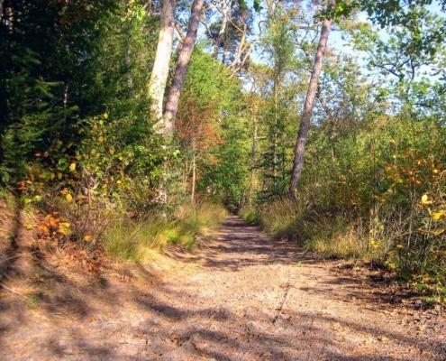 Wandeling Hooge Vuursche van 15 en 17 oktober