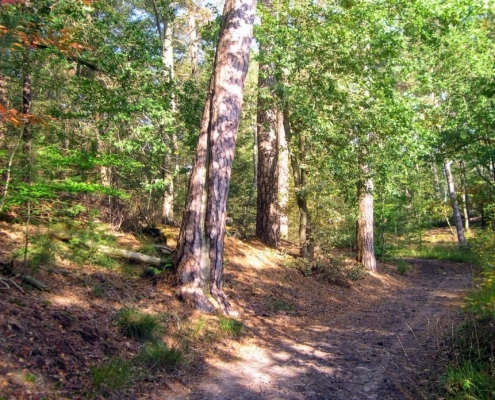 Wandeling Hooge Vuursche van 15 en 17 oktober
