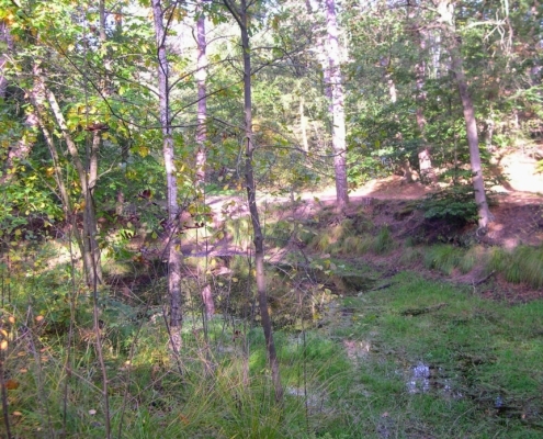 Wandeling Hooge Vuursche van 15 en 17 oktober