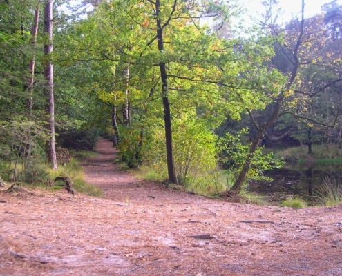 Wandeling Hooge Vuursche van 15 en 17 oktober
