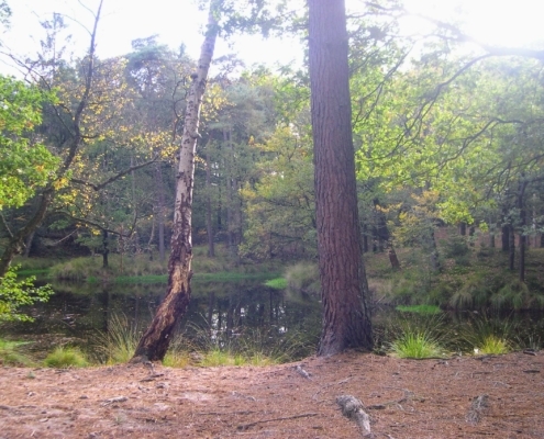 Wandeling Hooge Vuursche van 15 en 17 oktober