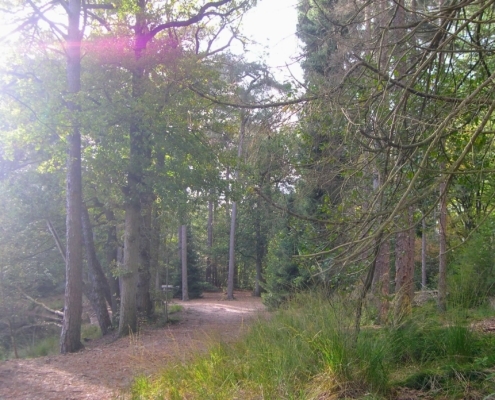 Wandeling Hooge Vuursche van 15 en 17 oktober