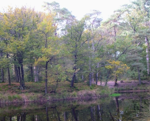 Wandeling Hooge Vuursche van 15 en 17 oktober