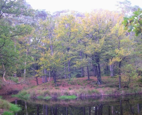 Wandeling Hooge Vuursche van 15 en 17 oktober