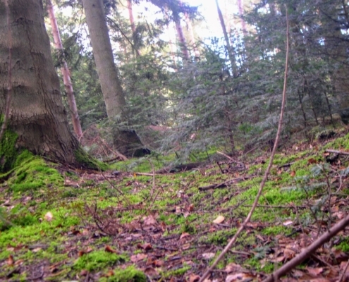 Wandeling Hooge Vuursche van 15 en 17 oktober