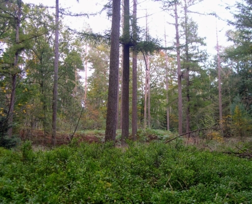 Wandeling Hooge Vuursche van 15 en 17 oktober